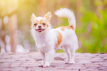 Chihuahua dog on the background of a blurred forest. Animal, pet. White dog.