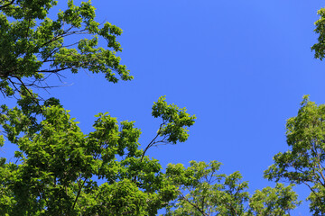 Obraz premium 青空と木々