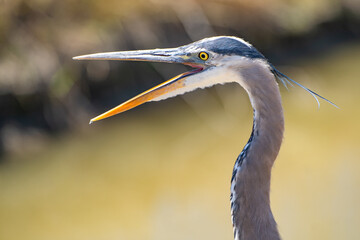 Close up of Great blue heron (Ardea cinerea) with open beak.