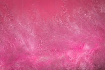 pink feather background