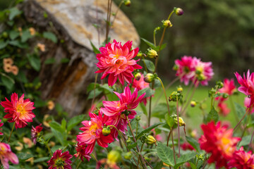 Close up of Dahlia flower.
