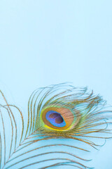 Obraz premium Peacock feather isolated on a soft blue background , space for text, vertical background, space for text. High quality photo
