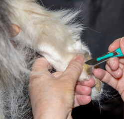 A groomer working on the paws of a Husky