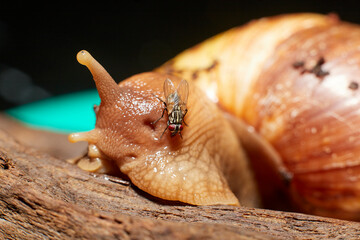 An African land snail on a piece of brown driftwood