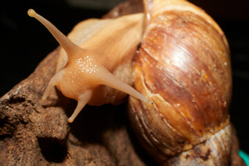 An African land snail on a piece of brown driftwood