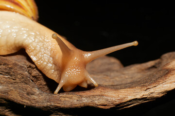 An African land snail on a piece of brown driftwood