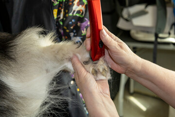 A groomer shaving the paws of a Alaskan Malamute