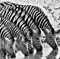 Fototapeta na wymiar Full Length Of Zebra Drinking Water