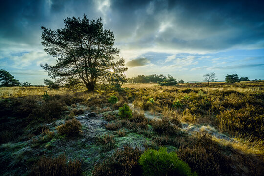 Sunrise over bare heath landscape at sunrise - Powered by Adobe