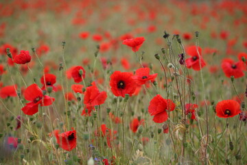 Obraz premium Common poppy seed heads after flowering in a hay meadow in Guildford, Surrey, UK