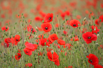Fototapeta premium Common poppy seed heads after flowering in a hay meadow in Guildford, Surrey, UK