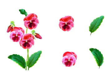 Fotobehang Viooltje pansies isolated on white background. Top view.  © alenalihacheva