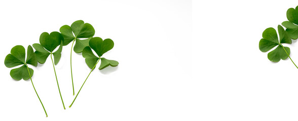 green clover leaves isolated on white background. St.Patrick 's Day