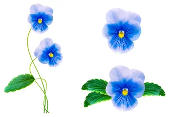 Fotobehang Viooltje pansies isolated on white background. Top view.  © alenalihacheva