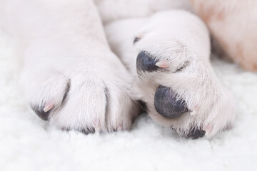 Labrador puppy dog paw nail claw trim grooming closeup