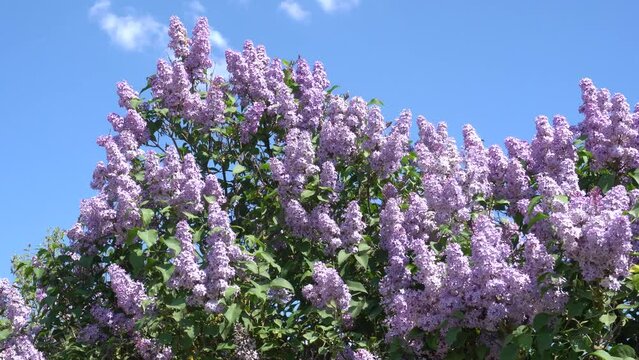 clusters of blue lilacs. lilac bloom in spring