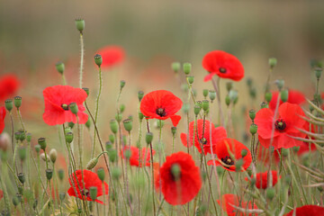 Common poppy seed heads after flowering in a hay meadow in Guildford, Surrey, UK