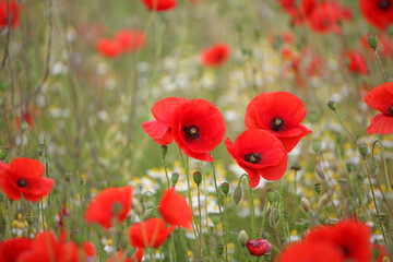Common poppy seed heads after flowering in a hay meadow in Guildford, Surrey, UK