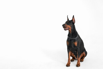 A sitting Doberman in a beautiful collar on a white background. Copy space.