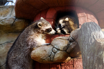 Two cute funny racoons kissing in zoological garden.