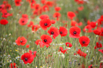 Common poppy seed heads after flowering in a hay meadow in Guildford, Surrey, UK