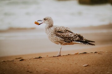 seagull on the beach