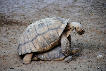 two large turtles copulate on the sand