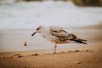 seagulls on the beach