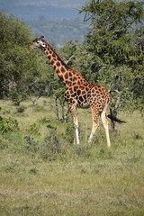 giraffe in the wild