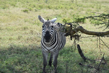Fototapeta na wymiar zebra in the grass