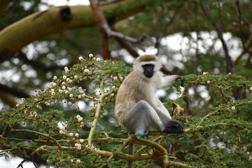 monkey in a tree