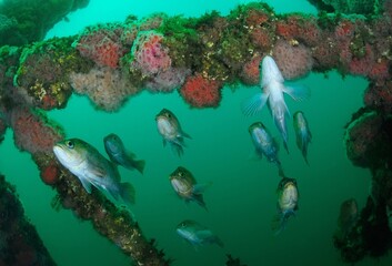 Rockfish in ship wreck, Santa Cruz Island, California, USA