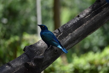 bird on a tree