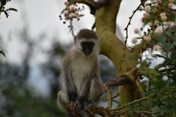 monkey on a tree