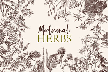 Hand drawn background of medicinal herbs