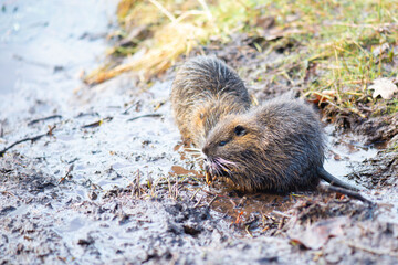 Nutria, coypu herbivorous, semiaquatic rodent member of the family Myocastoridae on the riverbed, baby animals, habintant wetlands, river rat