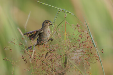 A small bird eating grass seeds