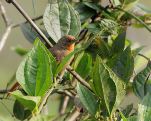 A red-eyed bird perched on a tree branch looking angry