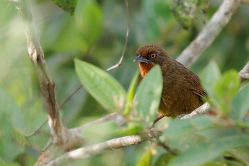 A red-eyed bird perched on a tree branch looking angry