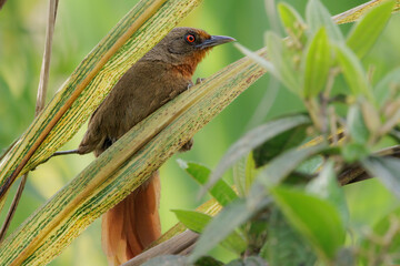 A red-eyed bird trying to hide in low grass bushes