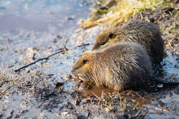 Nutria, coypu herbivorous, semiaquatic rodent member of the family Myocastoridae on the riverbed, baby animals, habintant wetlands, river rat