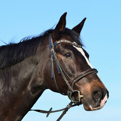 Portrait of a beautiful warmblood horse with blaze.