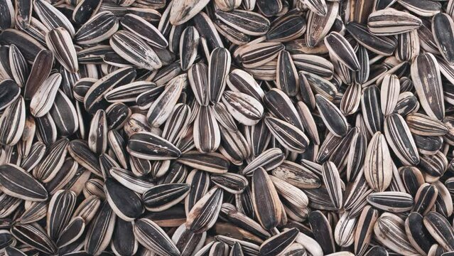 Movement of striped sunflower seeds. View from above.