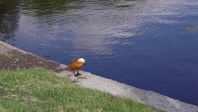 Red duck Ogar Sedin on the pier of the Moscow river polluted