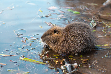 Nutria, coypu herbivorous, semiaquatic rodent member of the family Myocastoridae on the riverbed, baby animals, habintant wetlands, river rat