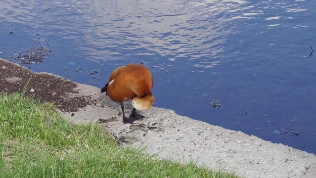 Red duck Ogar Sedin on the pier of the Moscow river polluted