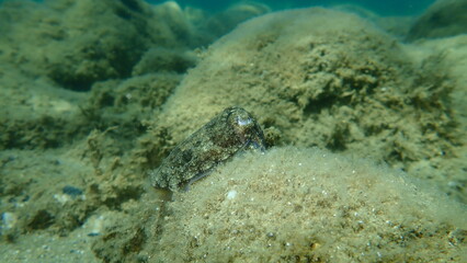 Common cuttlefish or European common cuttlefish (Sepia officinalis) undersea, Aegean Sea, Greece, Halkidiki
