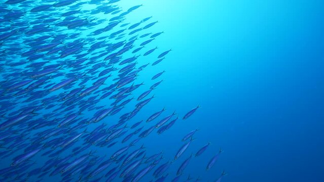 Seascape with School of Boga Fish in the coral reef of the Caribbean Sea, Curacao