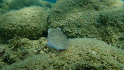 Common cuttlefish or European common cuttlefish (Sepia officinalis) undersea, Aegean Sea, Greece, Halkidiki

