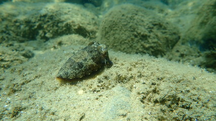 Common cuttlefish or European common cuttlefish (Sepia officinalis) undersea, Aegean Sea, Greece, Halkidiki
